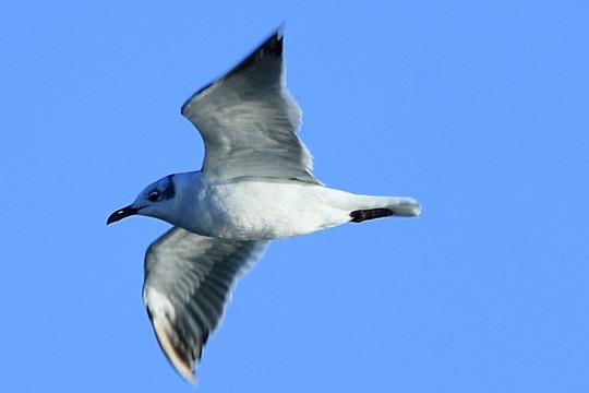 Laughing Gull - ML644194475