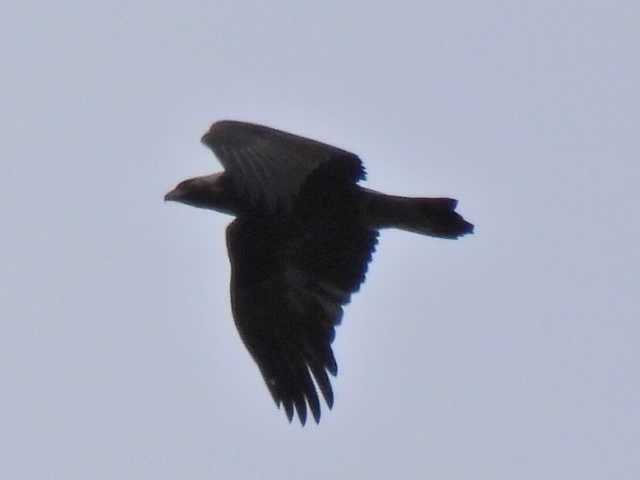 Цармын бүргэд - ML644194477