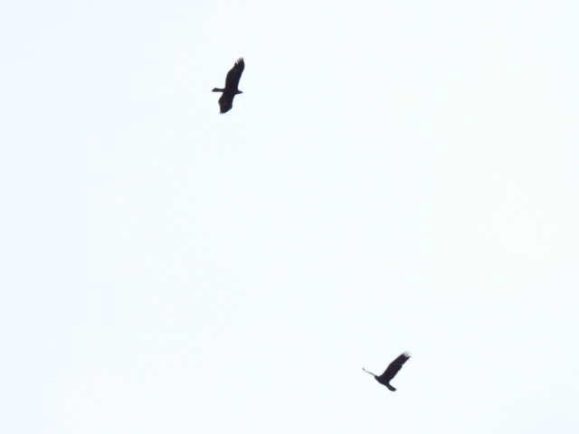 Цармын бүргэд - ML644194478