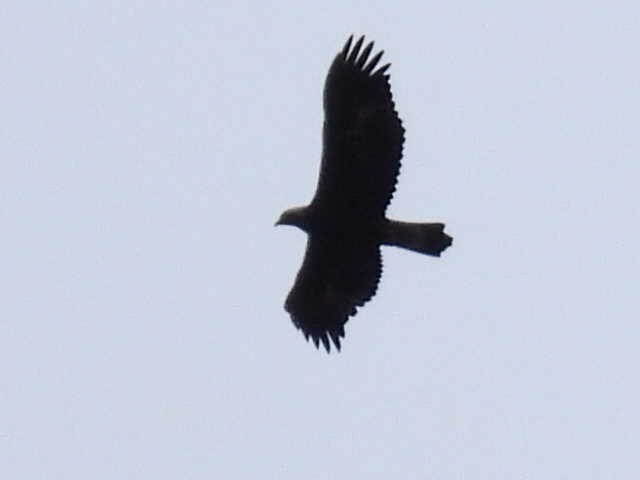 Цармын бүргэд - ML644194479