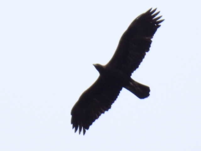 Цармын бүргэд - ML644194480