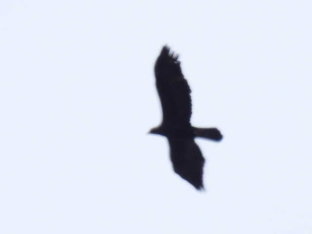 Цармын бүргэд - ML644194481