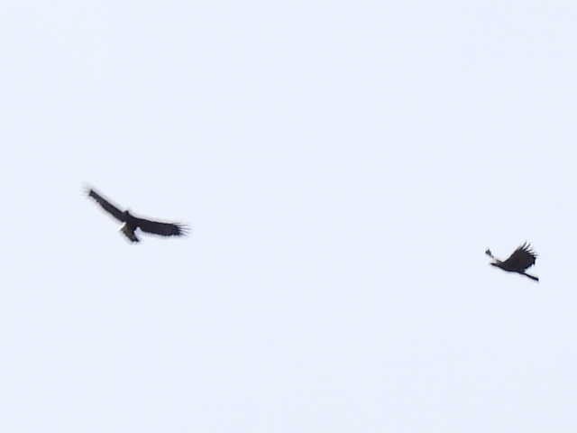 Цармын бүргэд - ML644194483