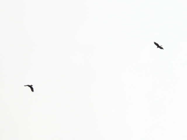 Цармын бүргэд - ML644194485