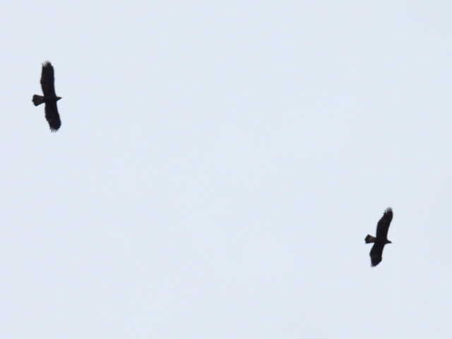 Цармын бүргэд - ML644194488