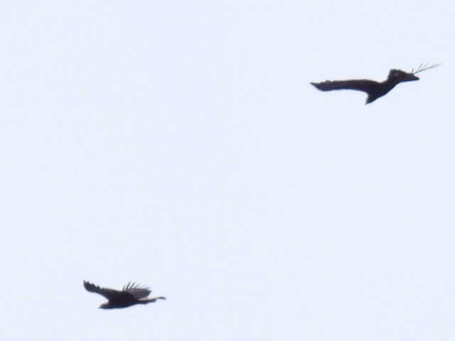 Цармын бүргэд - ML644194490