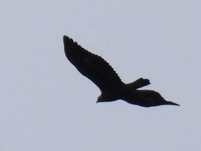 Цармын бүргэд - ML644194491