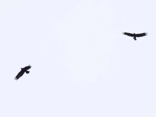 Цармын бүргэд - ML644194493