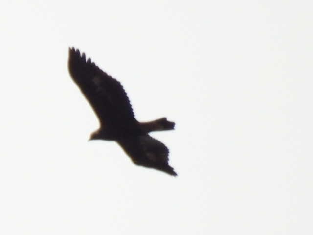 Цармын бүргэд - ML644194494