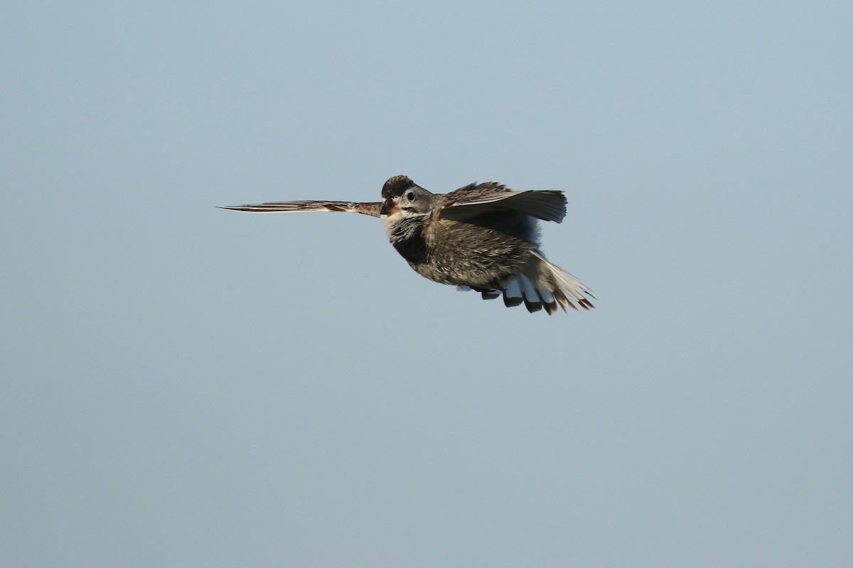 Thick-billed Longspur - ML644194510