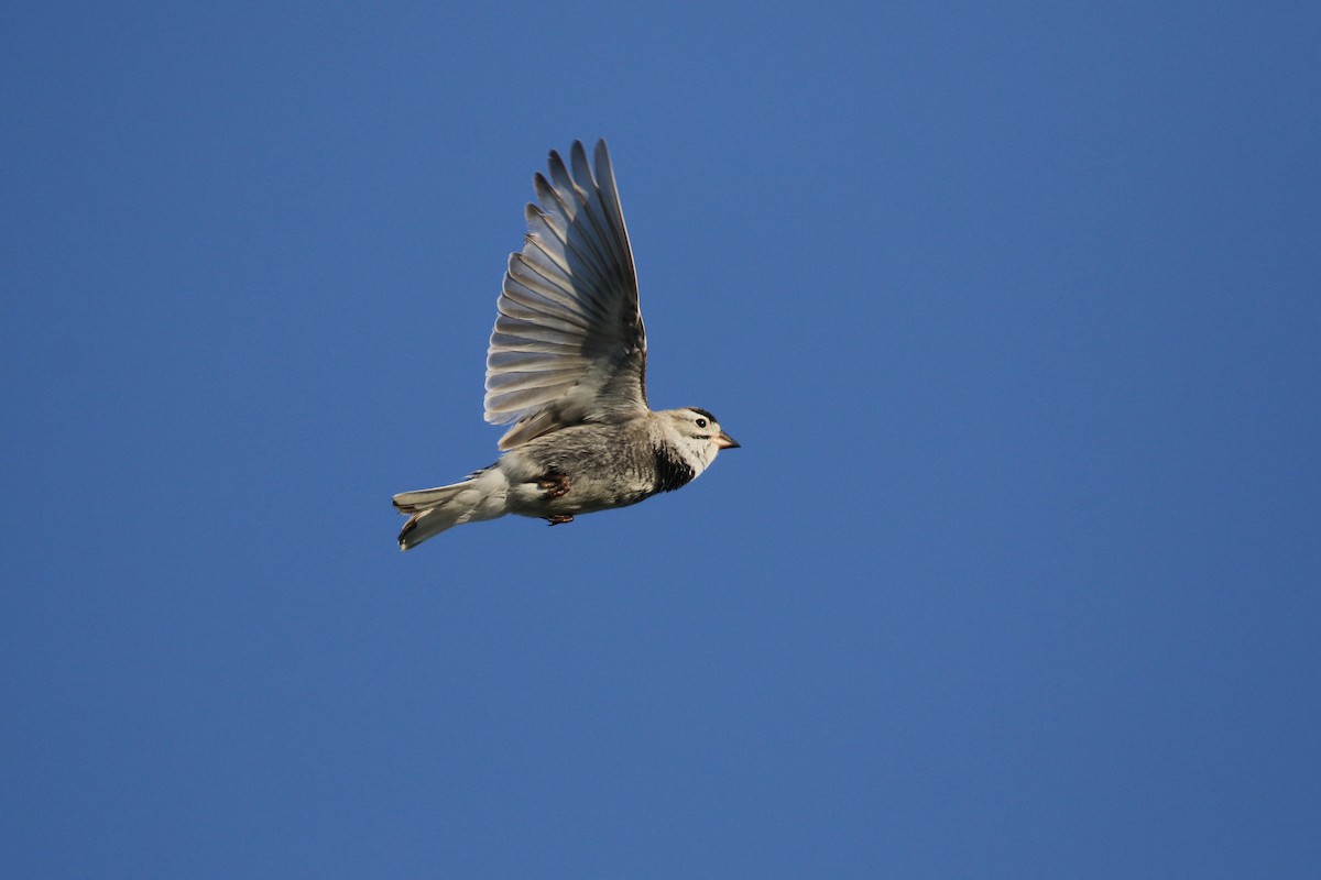 Thick-billed Longspur - ML644194511