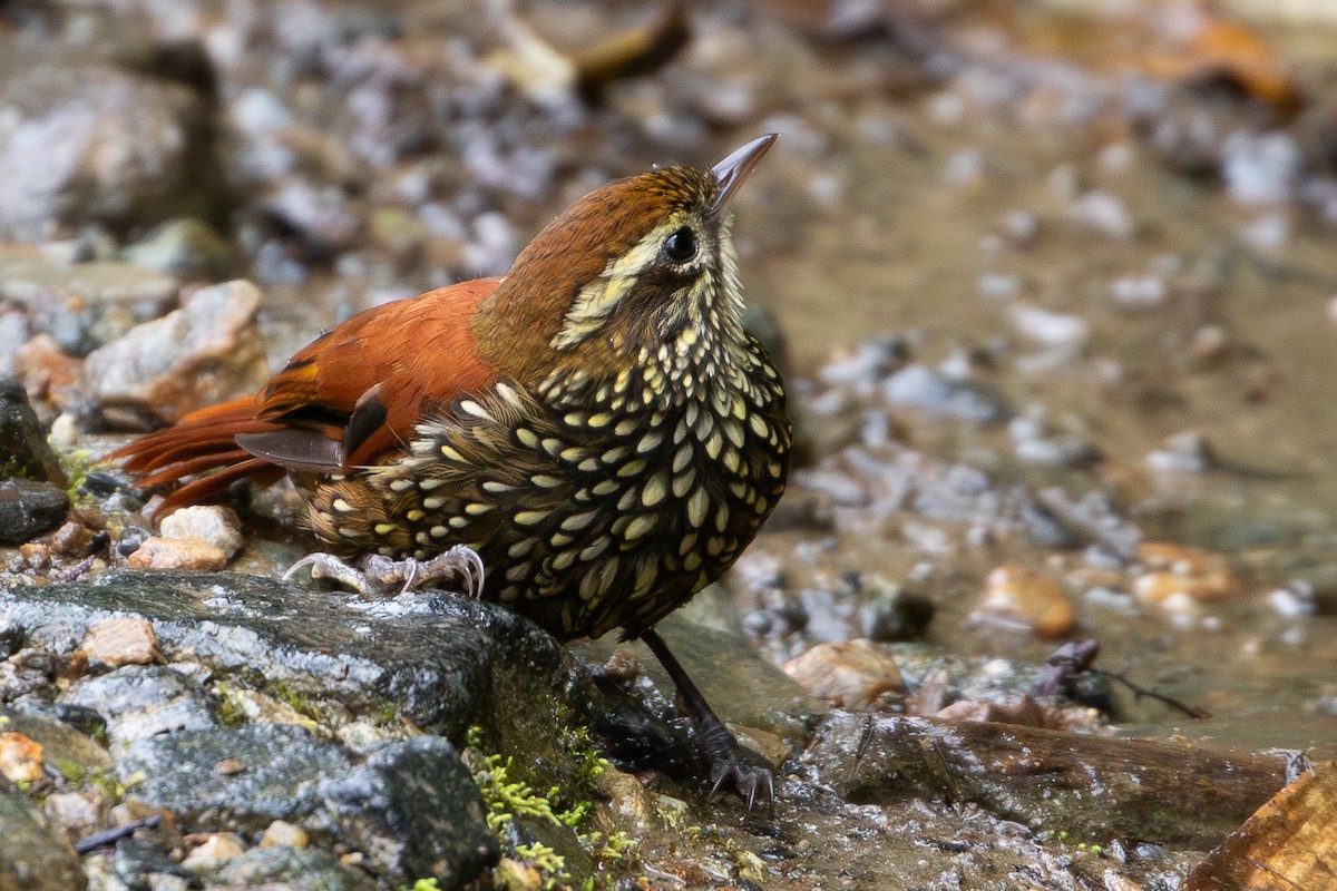 Pearled Treerunner - ML644194515