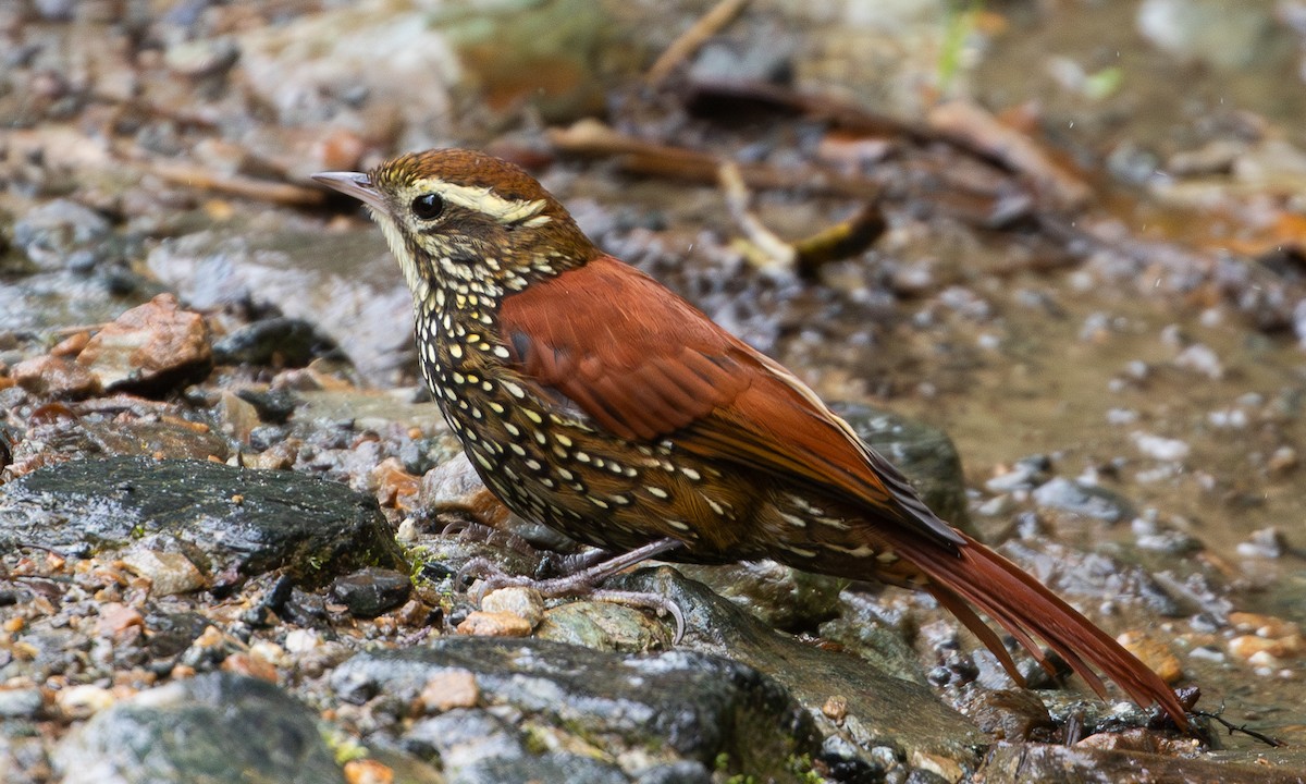 Pearled Treerunner - ML644194516