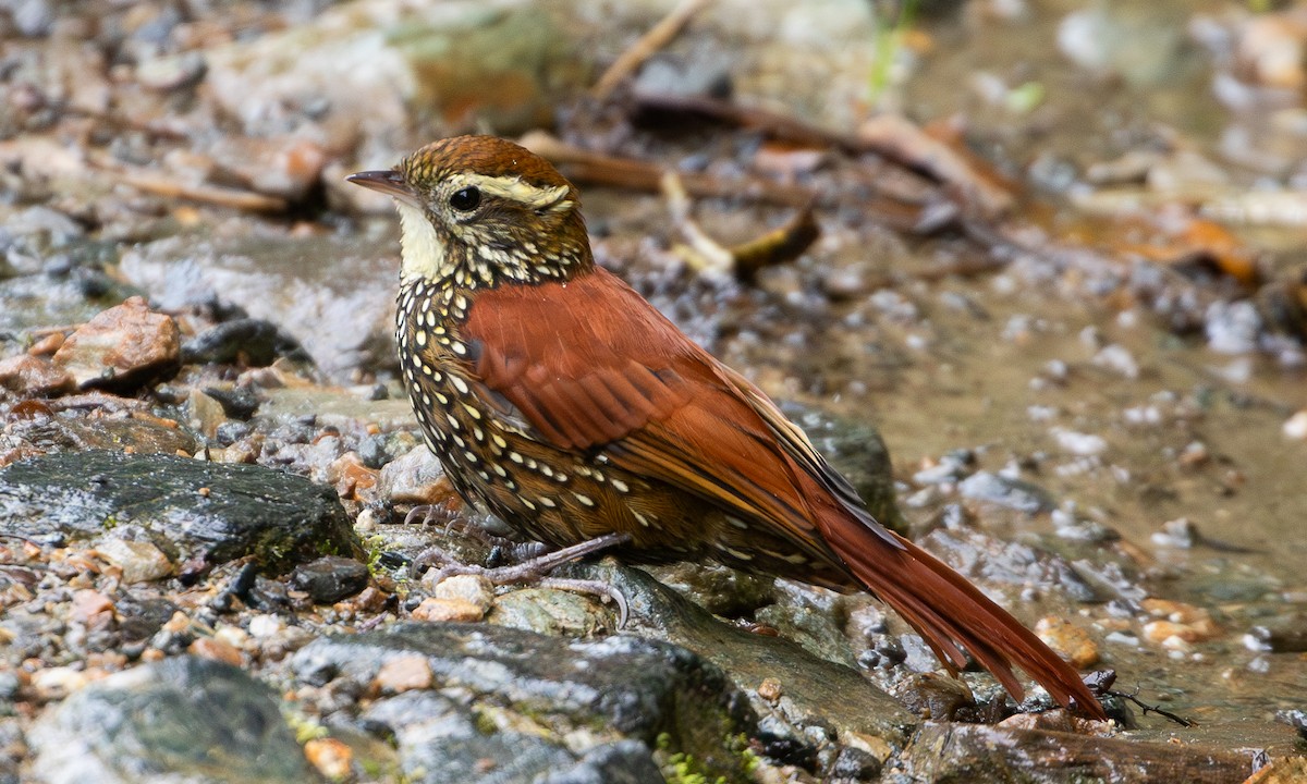 Pearled Treerunner - ML644194517