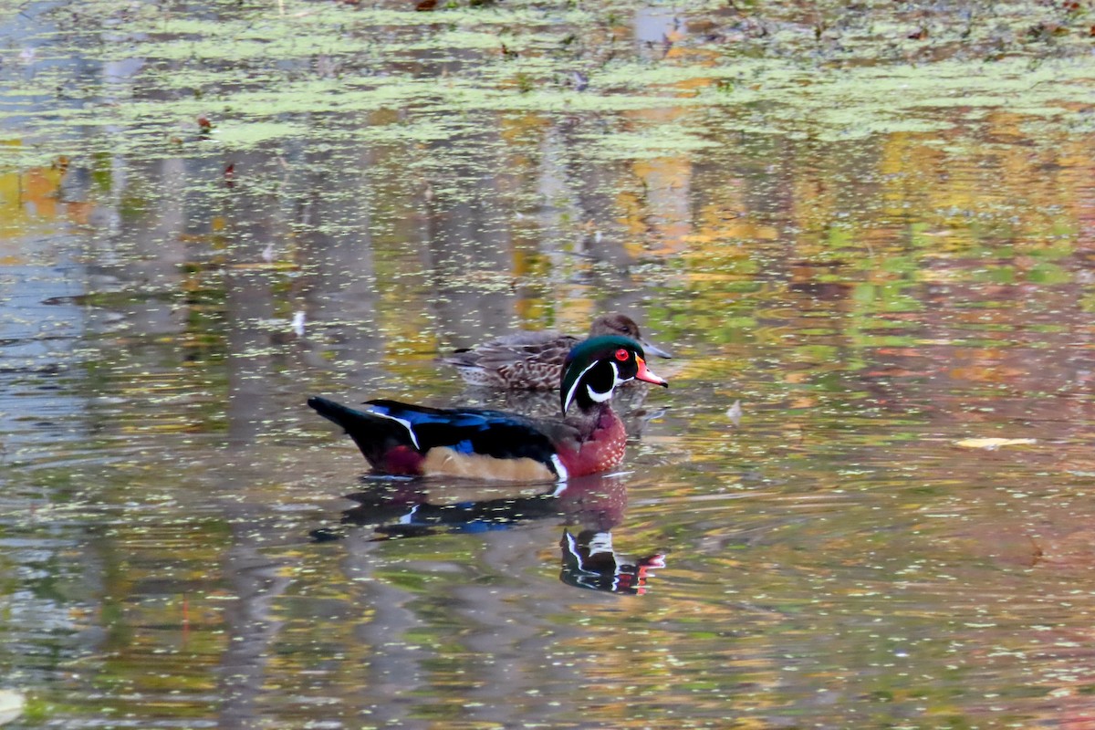 brudeand - ML644194518