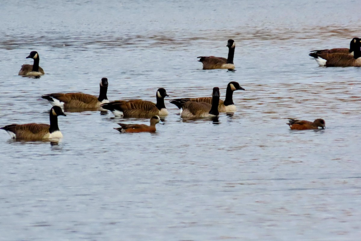 amerikablesand - ML644194528