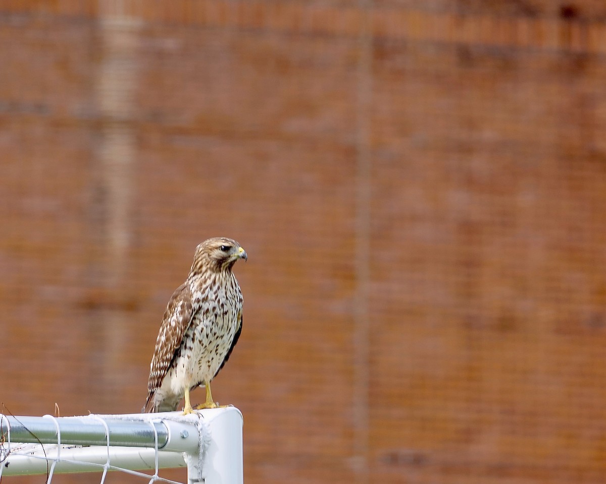 カタアカノスリ - ML644194530