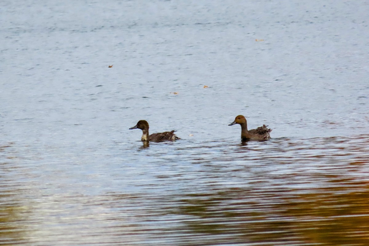 stjertand - ML644194537