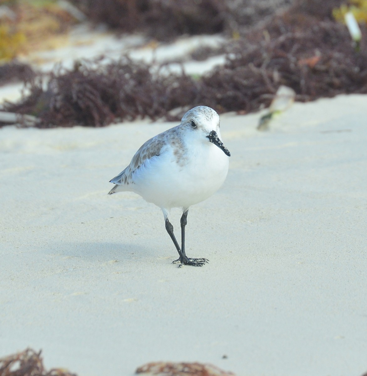 Sanderling - ML644194538