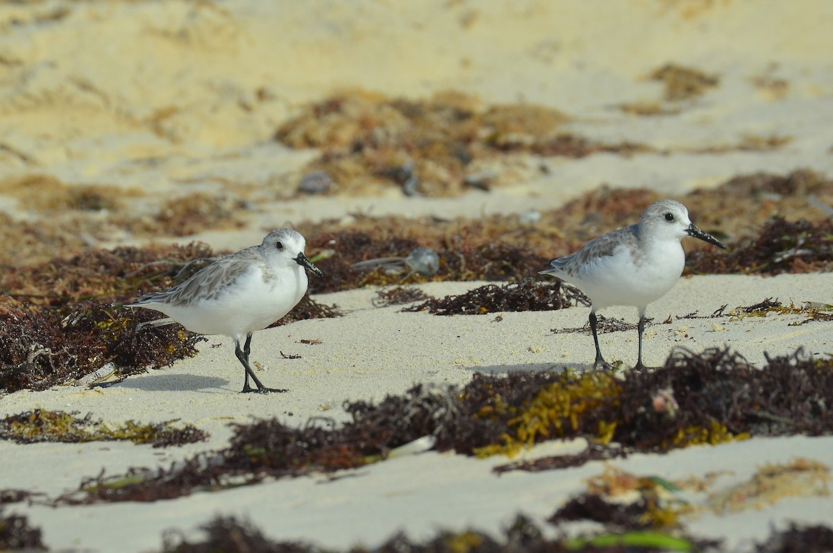 Sanderling - ML644194540
