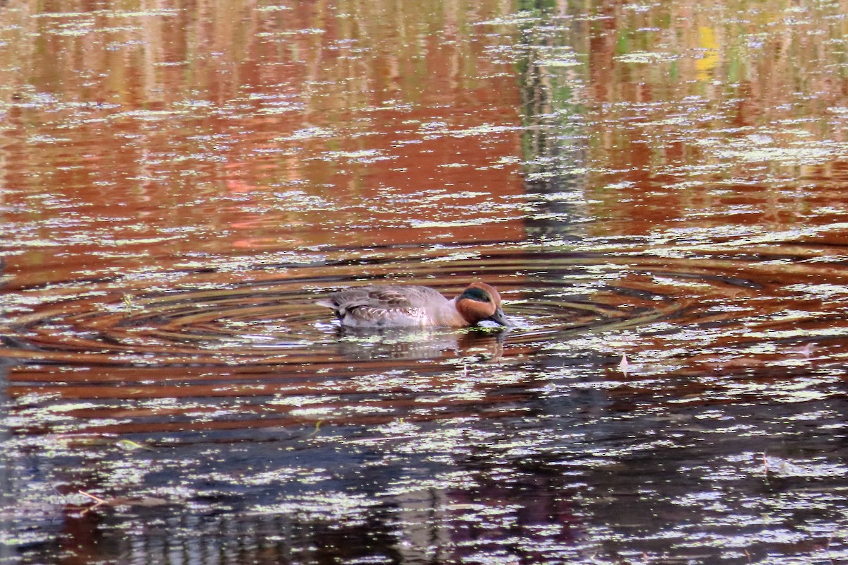 krikkand - ML644194543