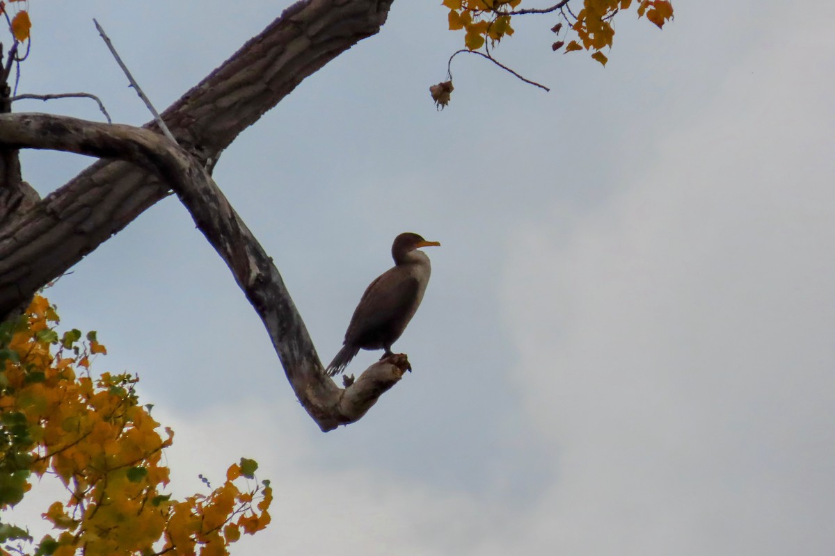 totoppskarv - ML644194550