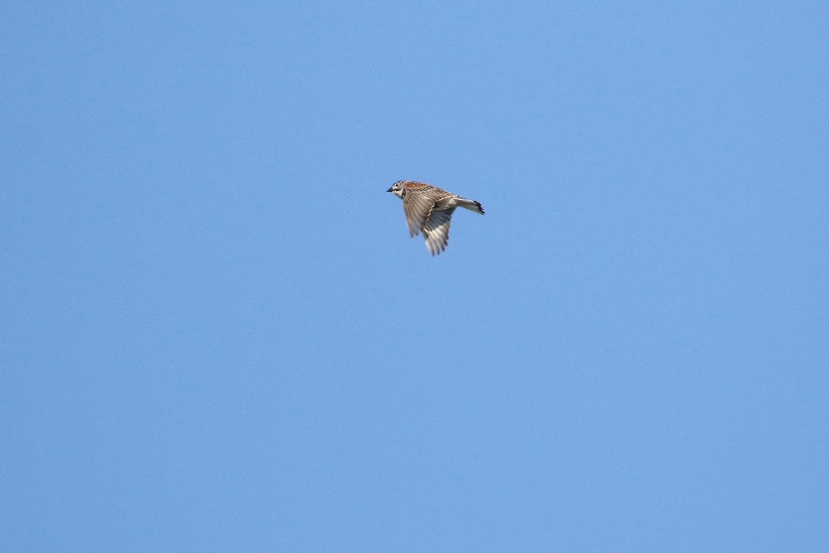 Thick-billed Longspur - ML644194565