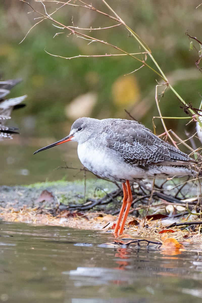 Spotted Redshank - ML644194568