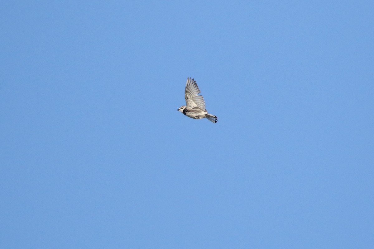 Thick-billed Longspur - ML644194570