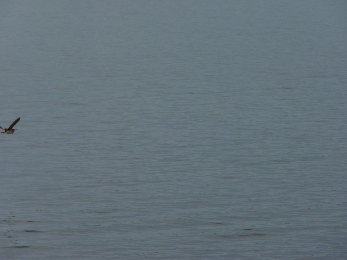 Least Bittern - ML644194578