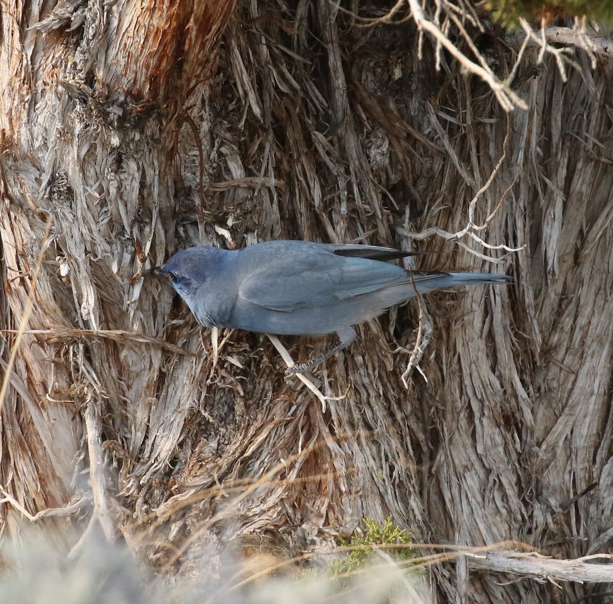 Pinyon Jay - ML644194586