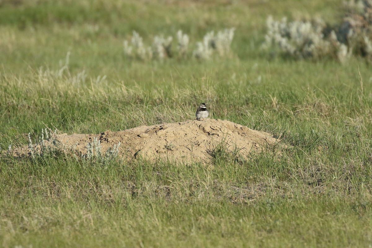 Thick-billed Longspur - ML644194594