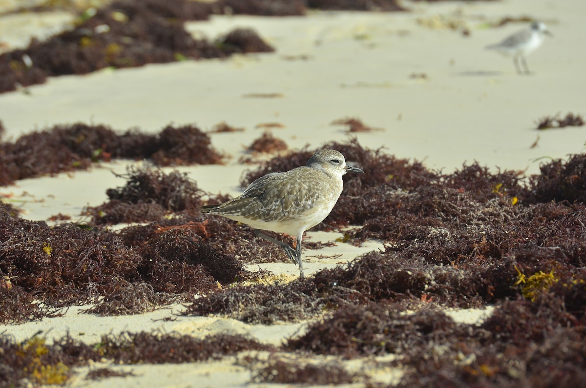Black-bellied Plover - ML644194603
