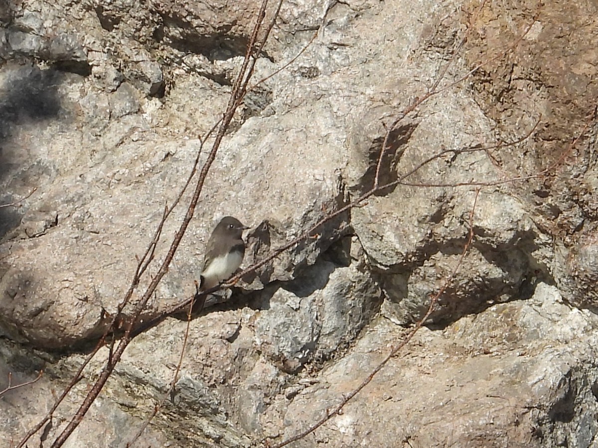 Black Phoebe (Northern) - ML644194611
