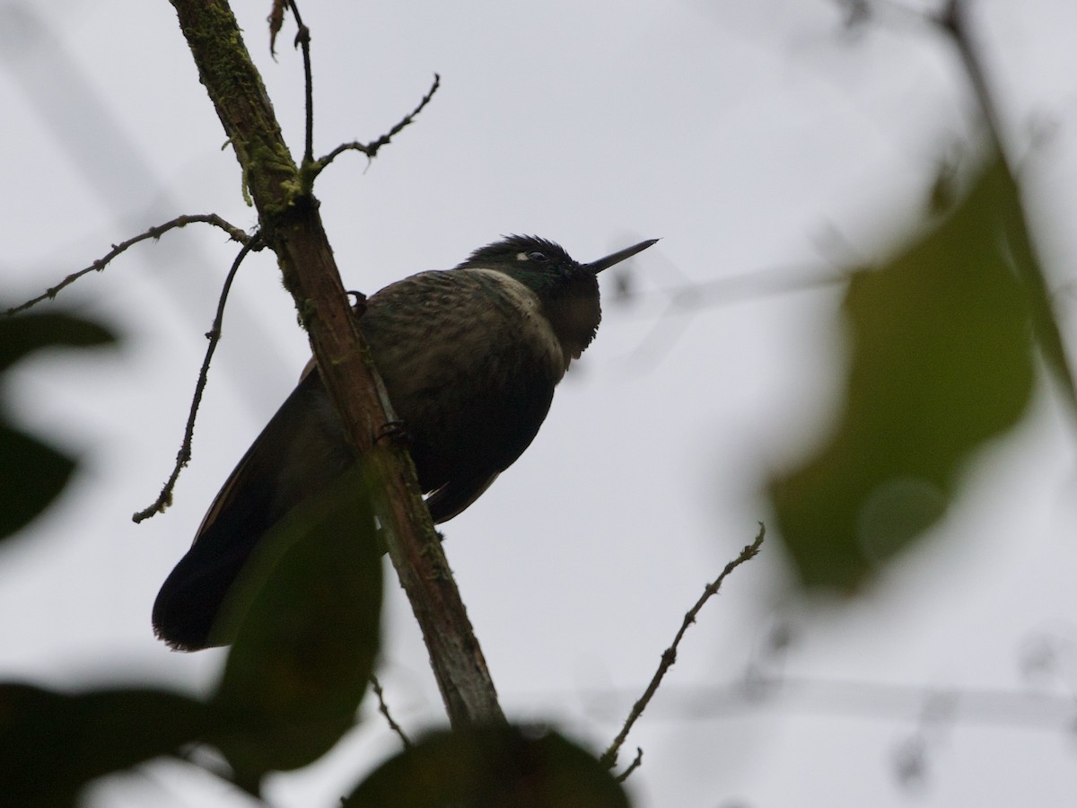 Amethyst-throated Sunangel - ML644194613