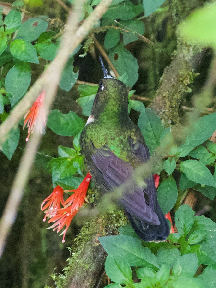 Amethyst-throated Sunangel - ML644194614