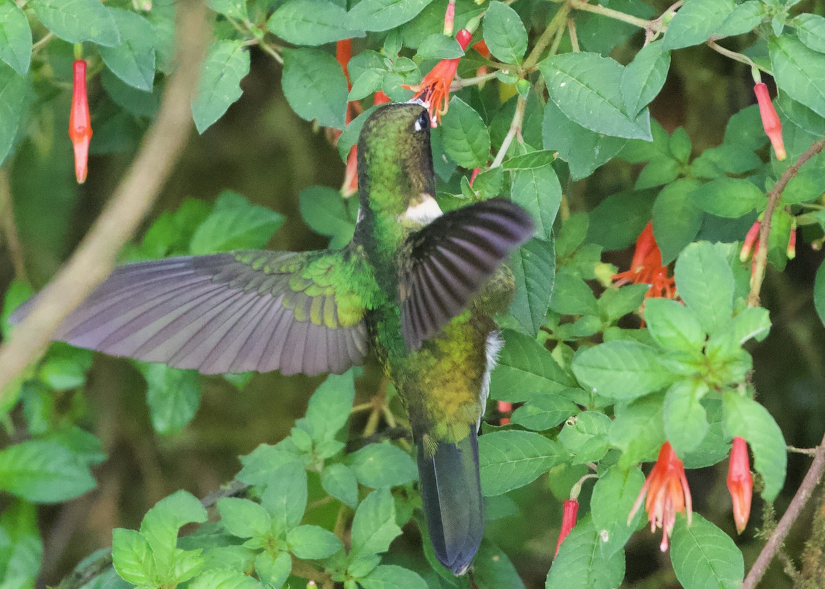 Amethyst-throated Sunangel - ML644194615