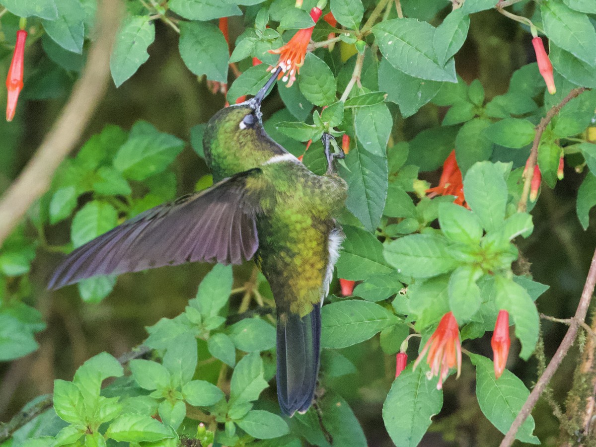 Amethyst-throated Sunangel - ML644194619