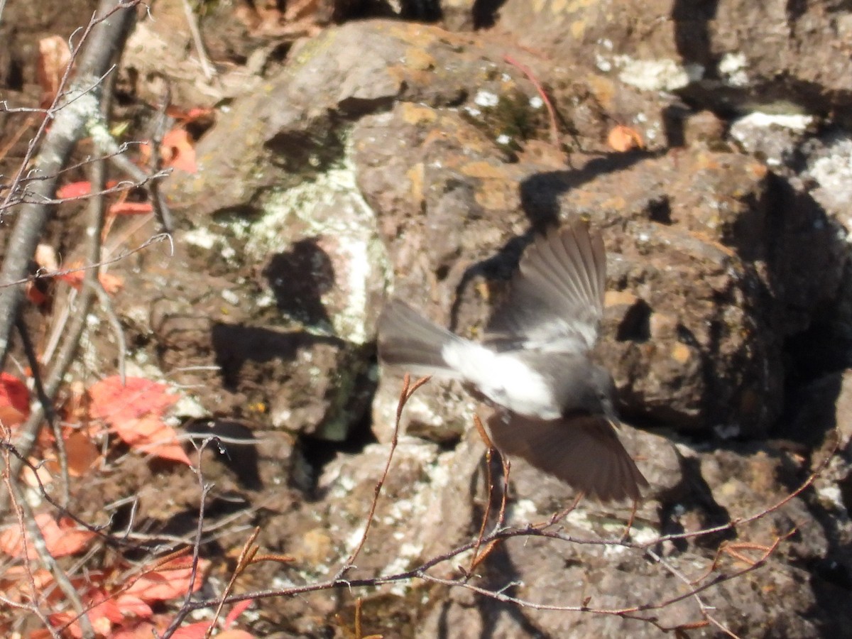 Black Phoebe (Northern) - ML644194620