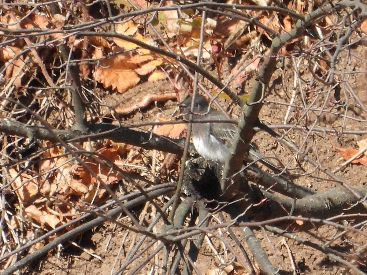 Black Phoebe (Northern) - ML644194621