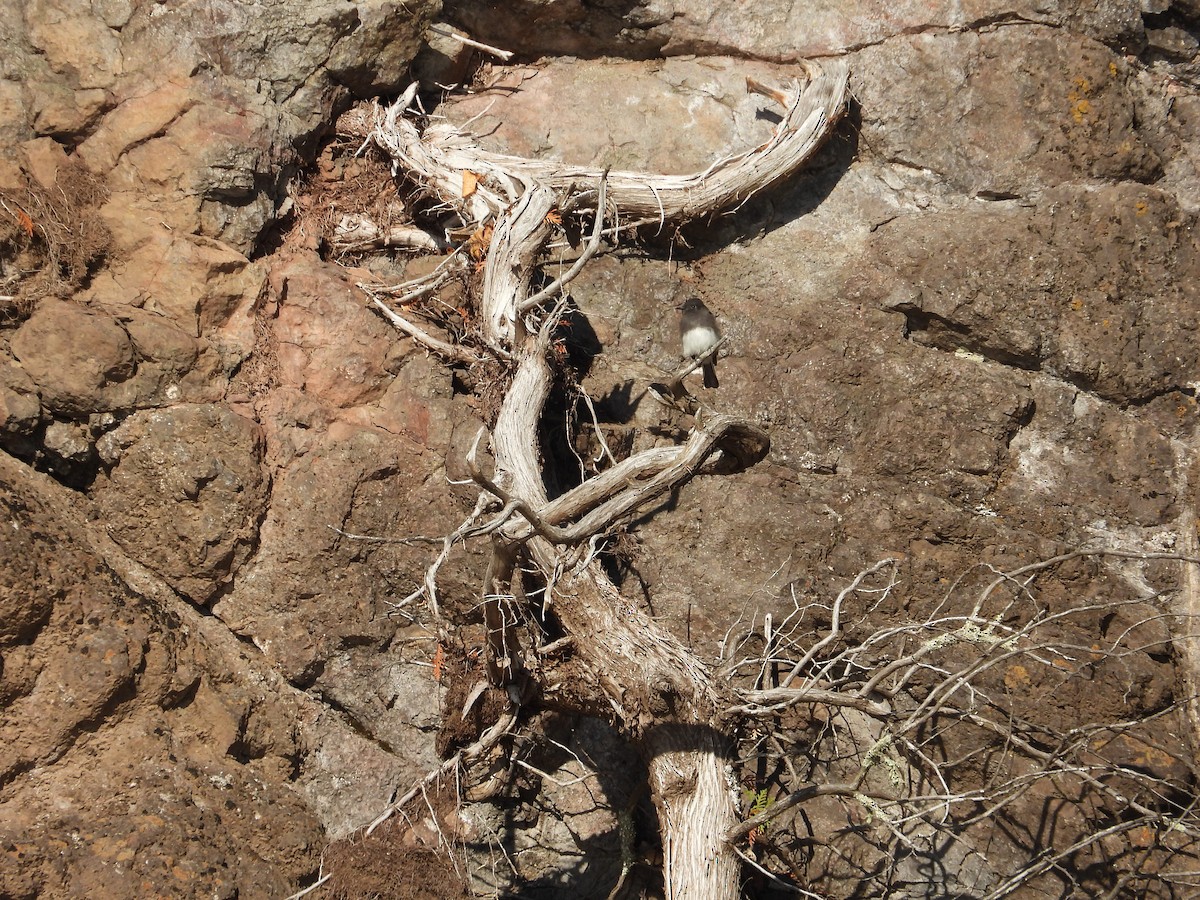 Black Phoebe (Northern) - ML644194622