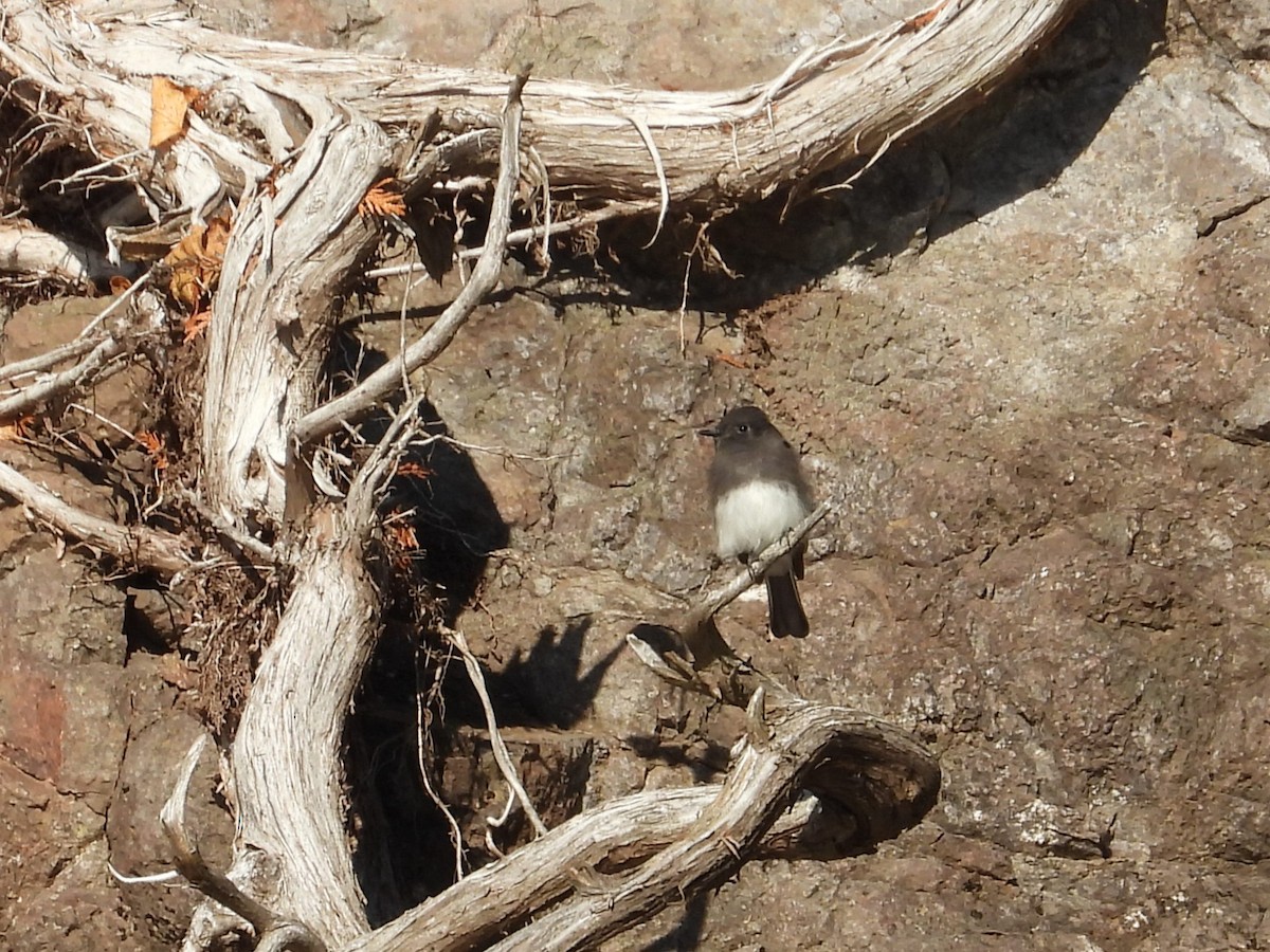 Black Phoebe (Northern) - ML644194625
