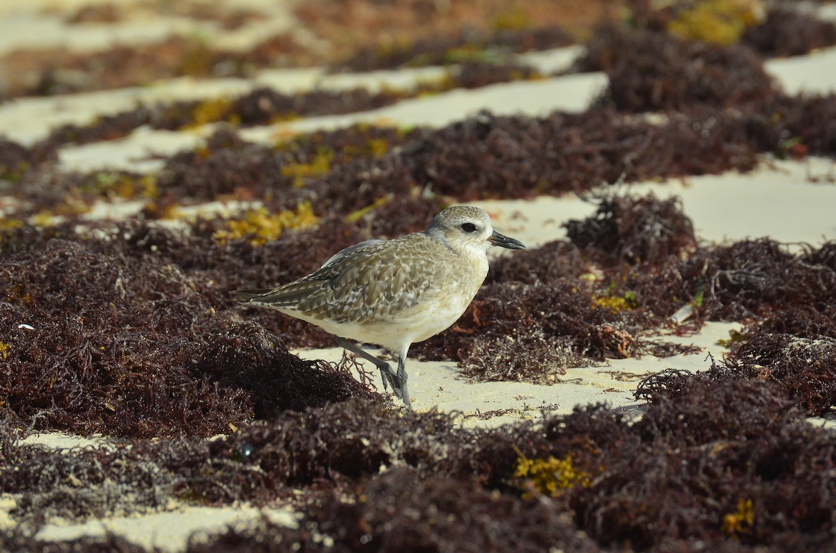 Black-bellied Plover - ML644194626