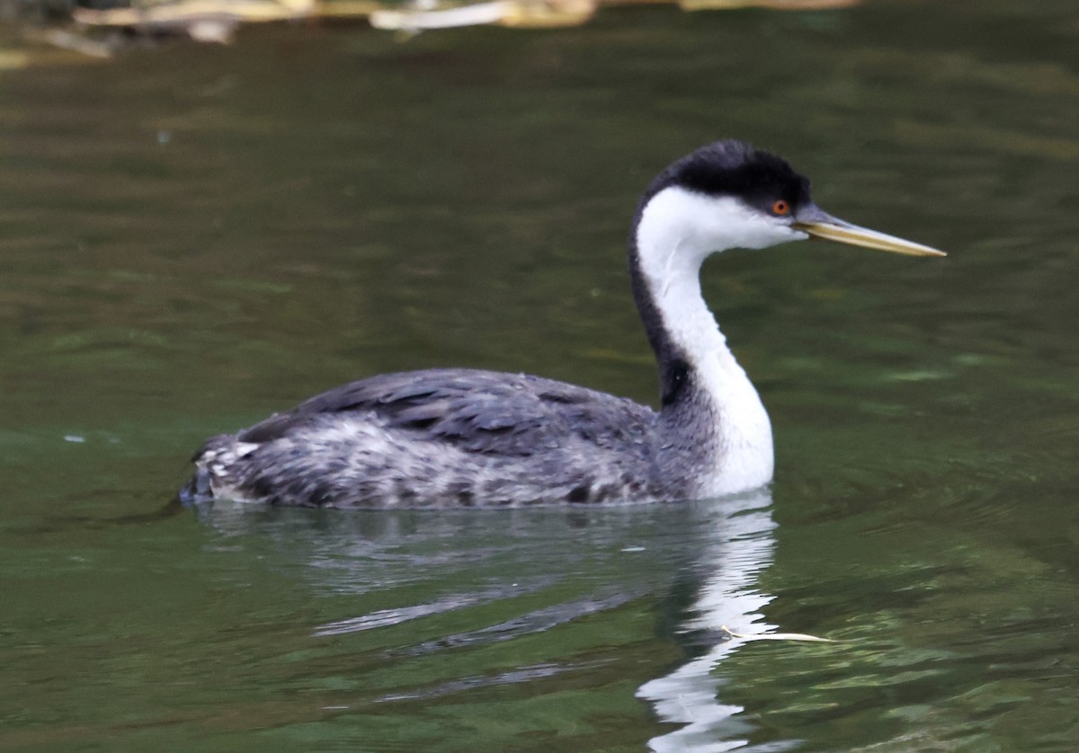 Western Grebe - ML644194631