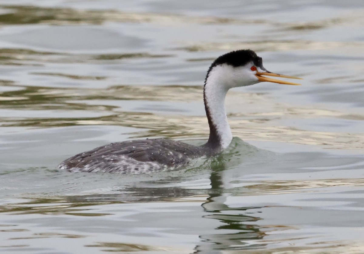 Clark's Grebe - ML644194638