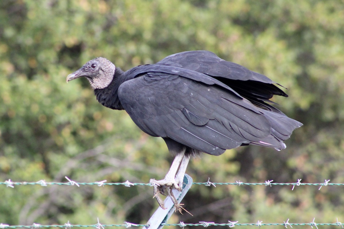 Black Vulture - ML644194641