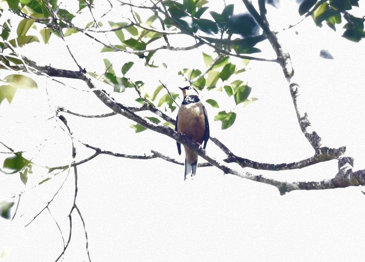 Fruit-hunter - ML644194642