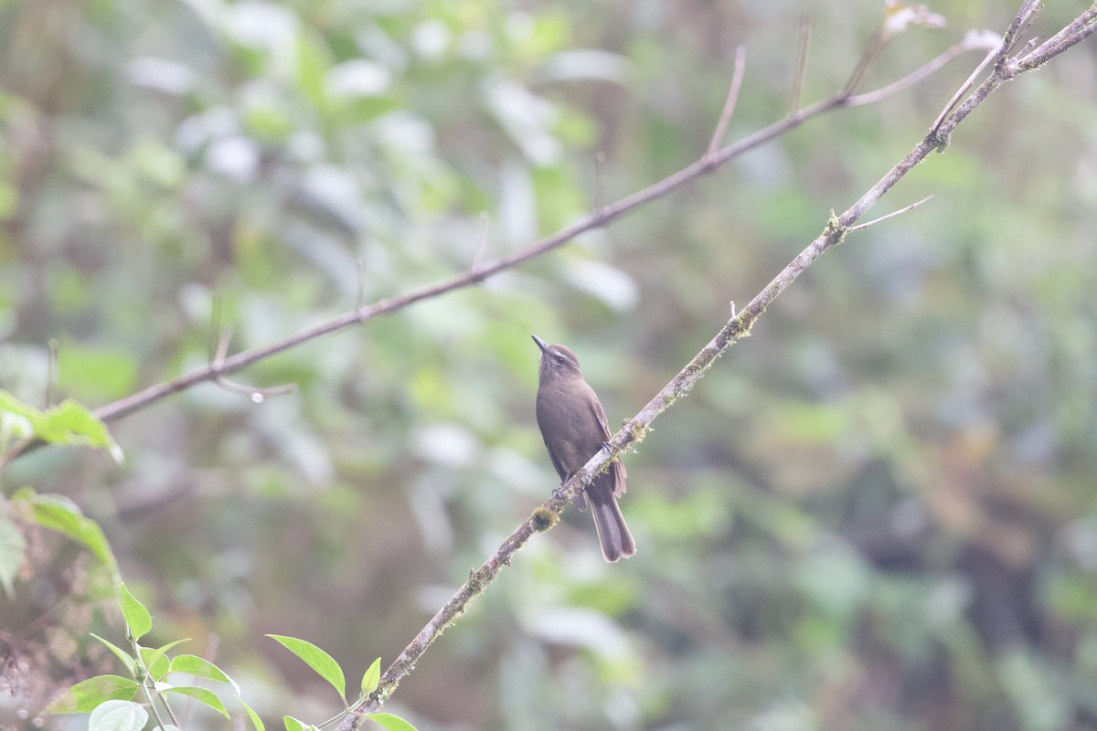 røyktyrann - ML644194645