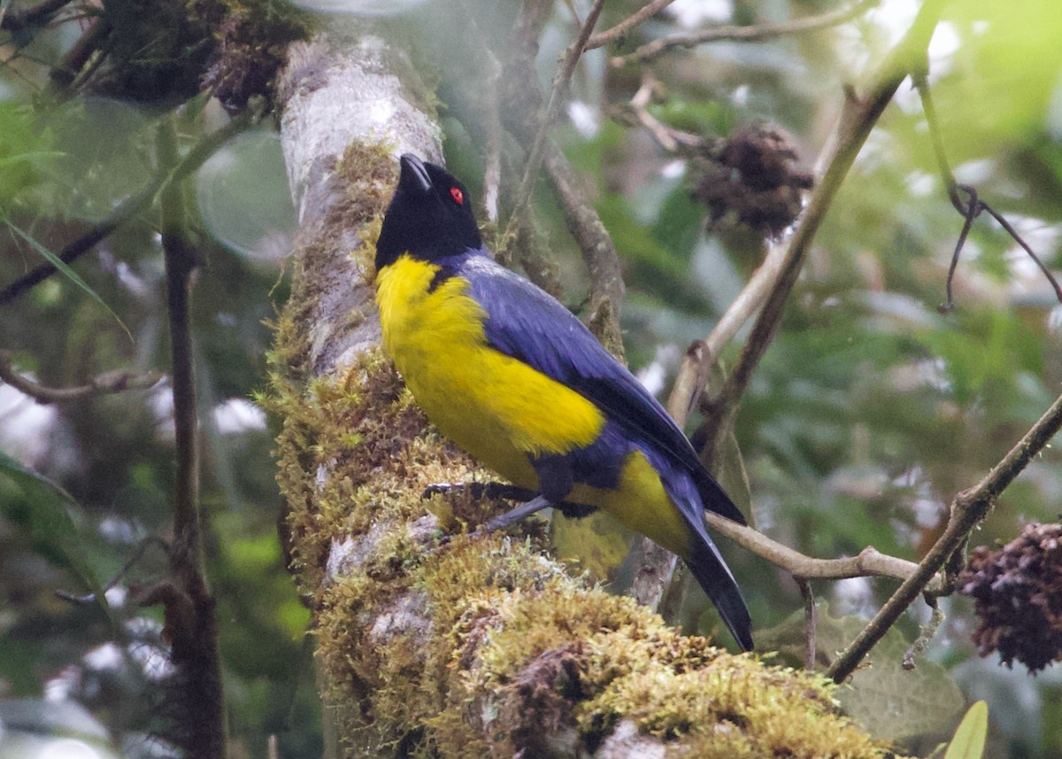 blåryggfjelltanagar - ML644194661