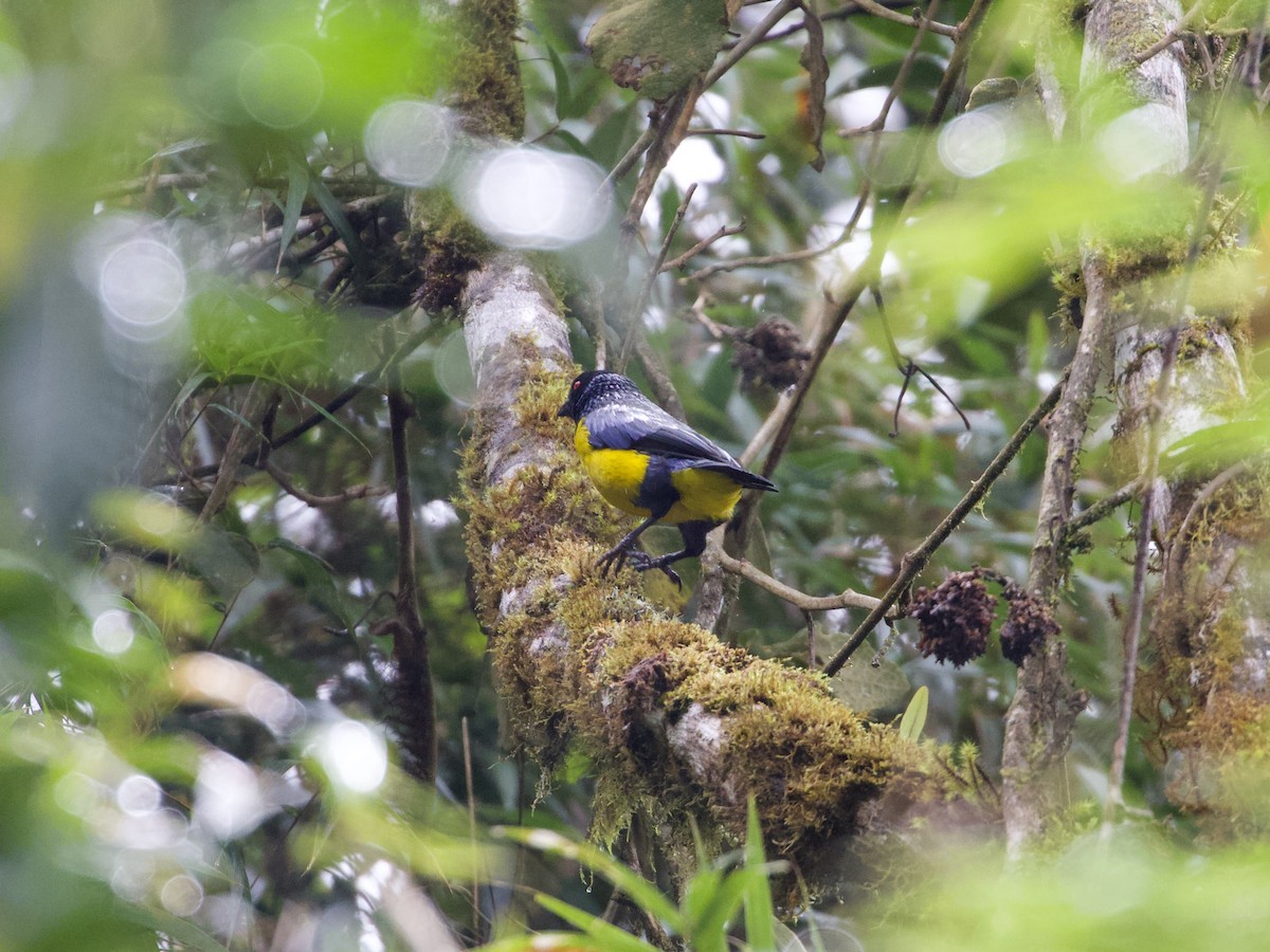 blåryggfjelltanagar - ML644194662